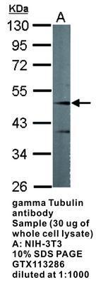 gamma Tubulin antibody, GeneTex