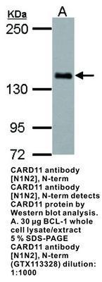 CARD11 antibody [N1N2], N-term, GeneTex