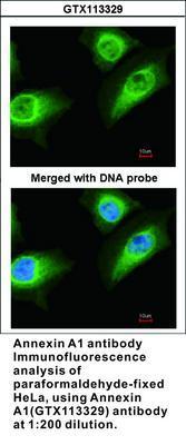 Annexin A1 antibody, GeneTex