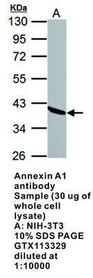 Annexin A1 antibody, GeneTex