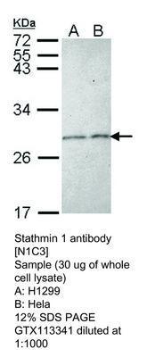 Stathmin 1 antibody [N1C3], GeneTex