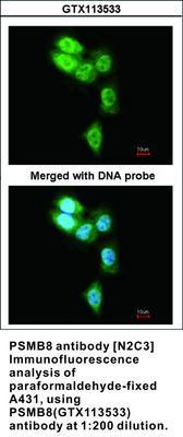 PSMB8 antibody [N2C3], GeneTex