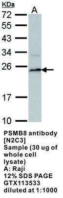 PSMB8 antibody [N2C3], GeneTex