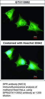 SPR antibody [N2C3], GeneTex