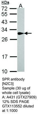 SPR antibody [N2C3], GeneTex