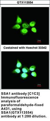 SSA1 antibody [C1C3], GeneTex