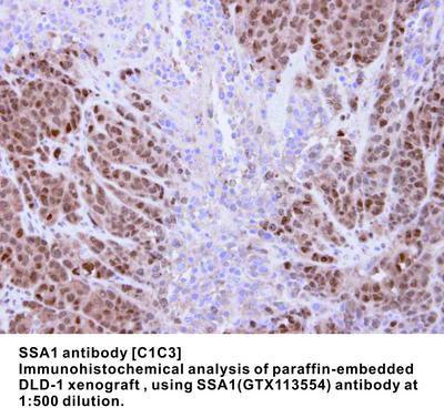 SSA1 antibody [C1C3], GeneTex