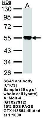 SSA1 antibody [C1C3], GeneTex