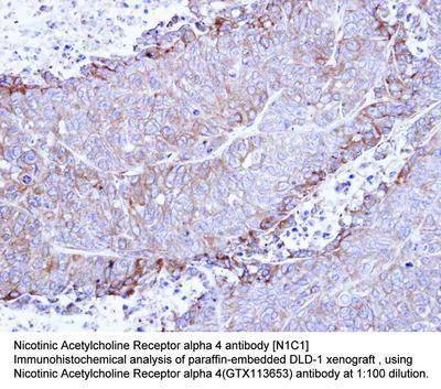 Nicotinic Acetylcholine Receptor alpha 4 antibody [N1C1], GeneTex