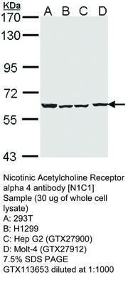 Nicotinic Acetylcholine Receptor alpha 4 antibody [N1C1], GeneTex