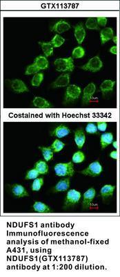 NDUFS1 antibody, GeneTex