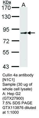 Cullin 4a  antibody [N1C1], GeneTex