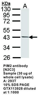 PIM2 antibody [N2C3], GeneTex