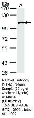 RAD54B antibody [N1N2], N-term, GeneTex