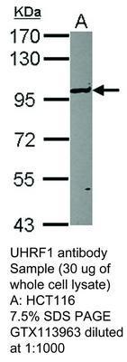 UHRF1 antibody, GeneTex