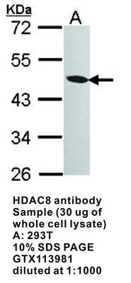 HDAC8 antibody [N3C3], GeneTex