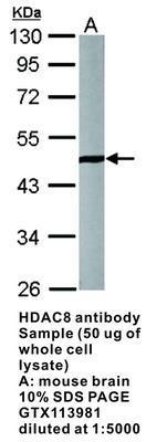 HDAC8 antibody [N3C3], GeneTex