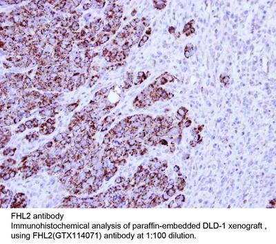 FHL2 antibody (aa 52-272), GeneTex