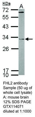 FHL2 antibody (aa 52-272), GeneTex