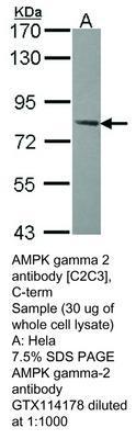 AMPK gamma 2 antibody [C2C3], C-term, GeneTex