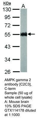 AMPK gamma 2 antibody [C2C3], C-term, GeneTex