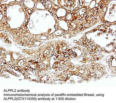 ALPPL2 antibody, GeneTex