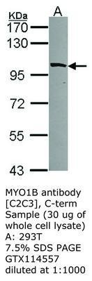 MYO1B antibody [C2C3], C-term, GeneTex