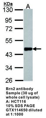 Brn2 antibody [C1C3], GeneTex