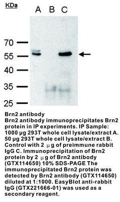 Brn2 antibody [C1C3], GeneTex