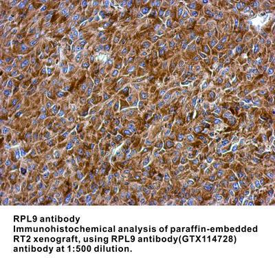 RPL9 antibody, GeneTex