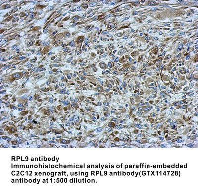 RPL9 antibody, GeneTex