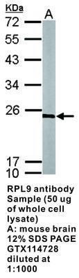 RPL9 antibody, GeneTex