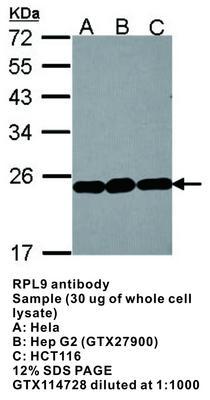 RPL9 antibody, GeneTex