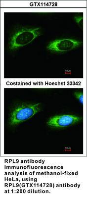 RPL9 antibody, GeneTex