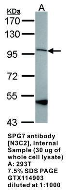 SPG7 antibody [N3C2], Internal, GeneTex