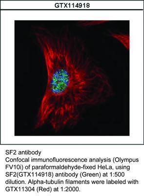 SF2 antibody, GeneTex