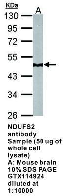 NDUFS2 antibody [N3C3], GeneTex