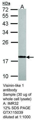 Visinin-like 1 antibody, GeneTex