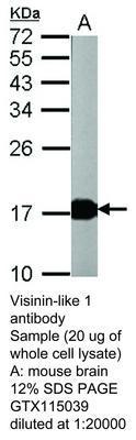 Visinin-like 1 antibody, GeneTex