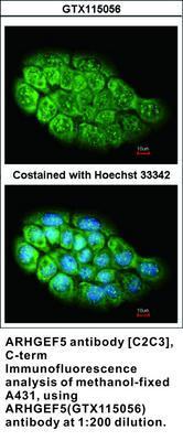 ARHGEF5 antibody [C2C3], C-term, GeneTex