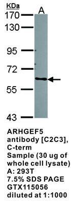 ARHGEF5 antibody [C2C3], C-term, GeneTex