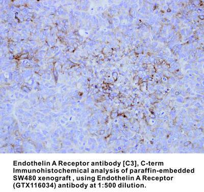 Endothelin A Receptor antibody [C3], C-term, GeneTex