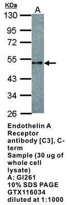 Endothelin A Receptor antibody [C3], C-term, GeneTex