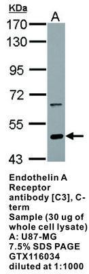 Endothelin A Receptor antibody [C3], C-term, GeneTex