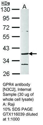 GPR4 antibody [N3C2], Internal, GeneTex