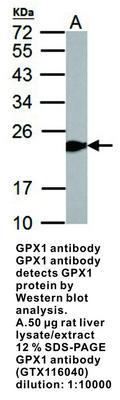 GPX1 antibody, GeneTex