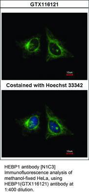 HEBP1 antibody [N1C3], GeneTex