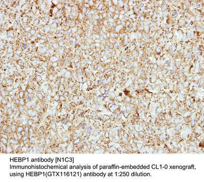 HEBP1 antibody [N1C3], GeneTex