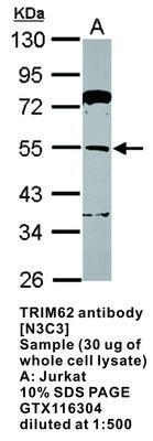 TRIM62 antibody [N3C3], GeneTex