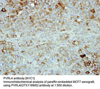 PVRL4 antibody [N1C1], GeneTex